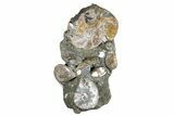 Impressive, Fossil Ammonite Cluster - Madagascar #74850-1